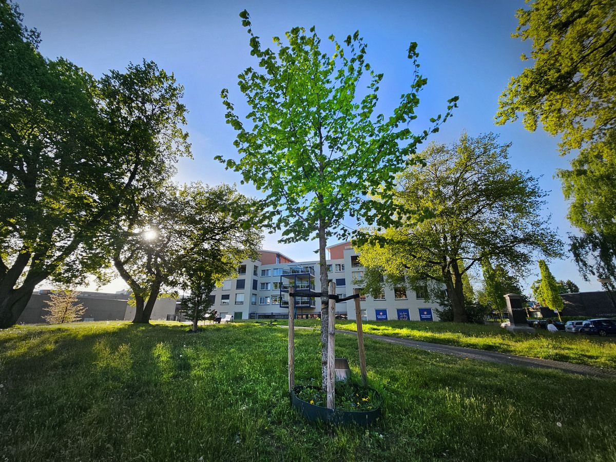 De  "Boom der onverzettelijken" achter Minckelersstate in Heerenveen